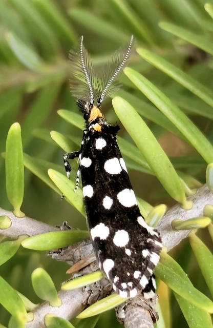 Euplocamus anthracinalis - fésűscsápú korhadékmoly