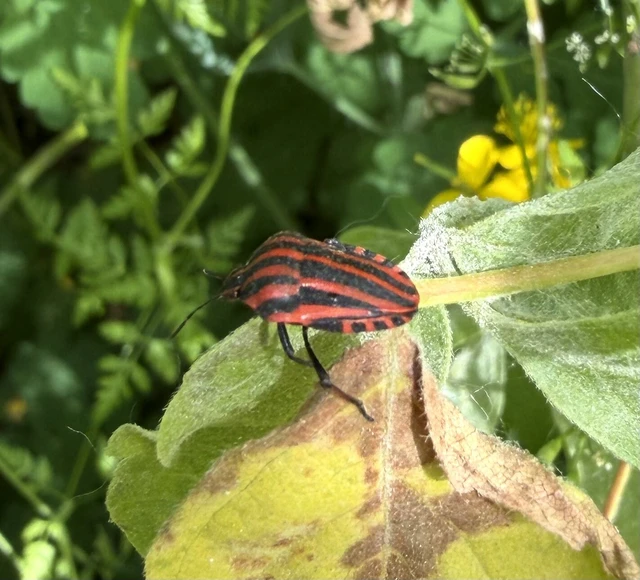 Graphosoma italicum - csíkos pajzsospoloska