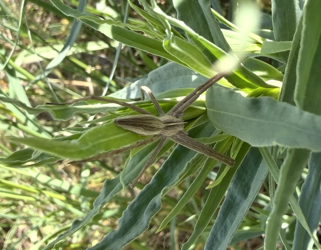 Pisaura mirabilis - csodáspók
