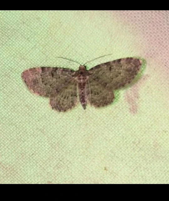 Pasiphila chloerata - hamvas törpearaszoló