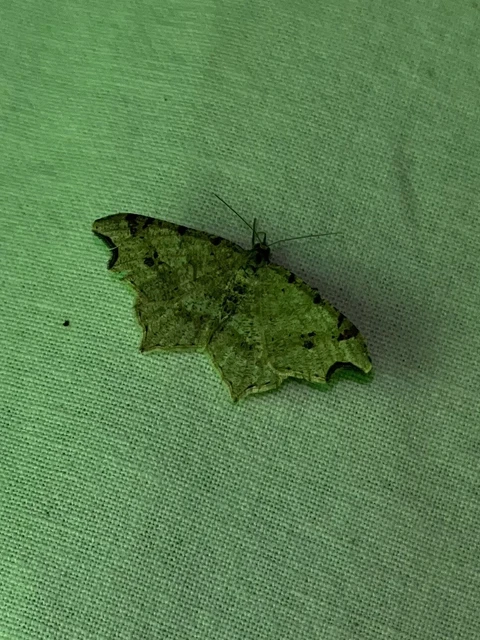 Macaria alternata - közönséges szürkearaszoló