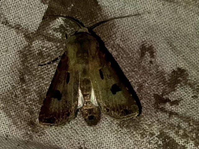 Agrotis exclamationis - felkiáltójeles földibagoly