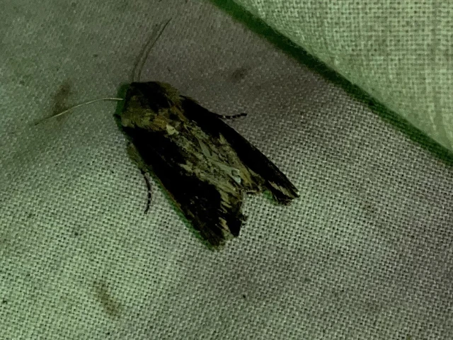 Egira conspicillaris - változékony szürkebagoly