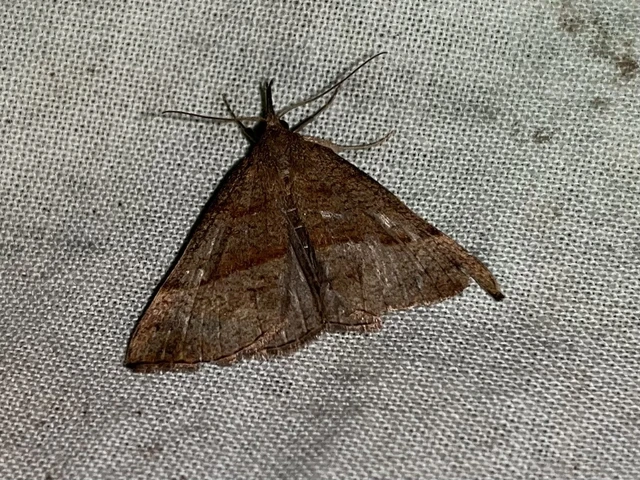 Hypena proboscidalis - ormányos karcsúbagoly