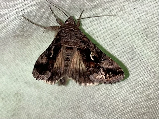 Autographa gamma - gammalepke