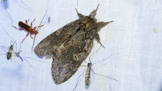 Peridea anceps - füstös púposszövő