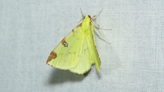Opisthograptis luteolata - citromsárga araszoló