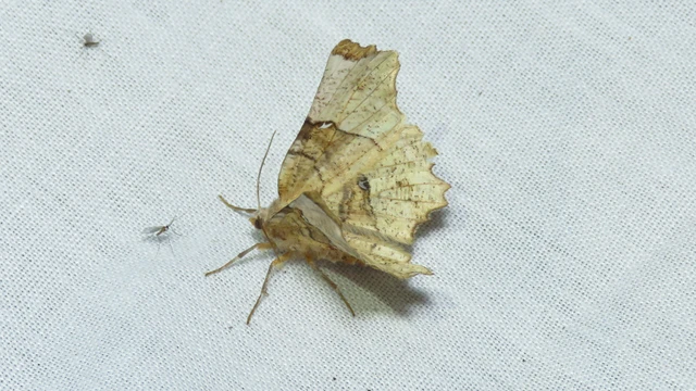 Selenia lunularia - egyfoltos holdasaraszoló