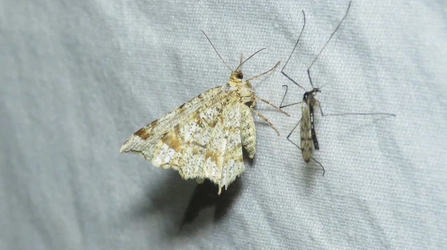 Macaria