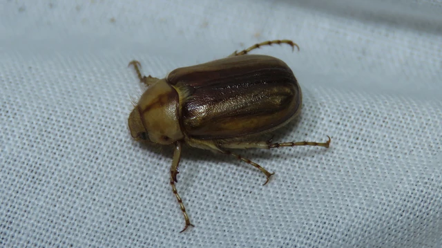Rhizotrogus aestivus - tavaszvégi cserebogár