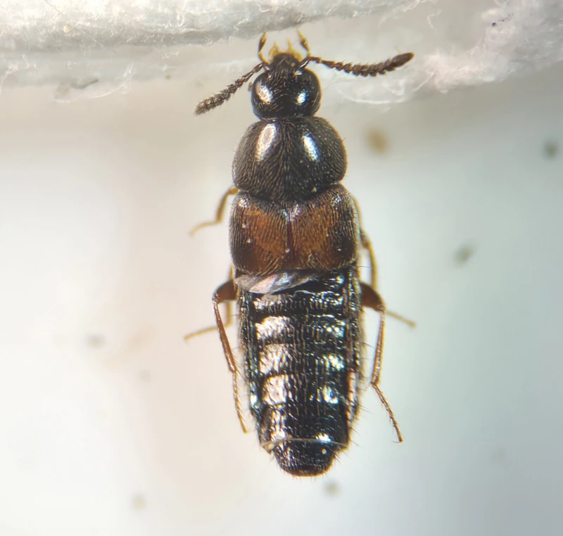 Aleochara haematoptera - partlakó fürkészholyva