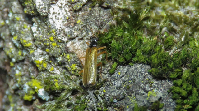 Rhagonycha lignosa - cserjés-lágybogár