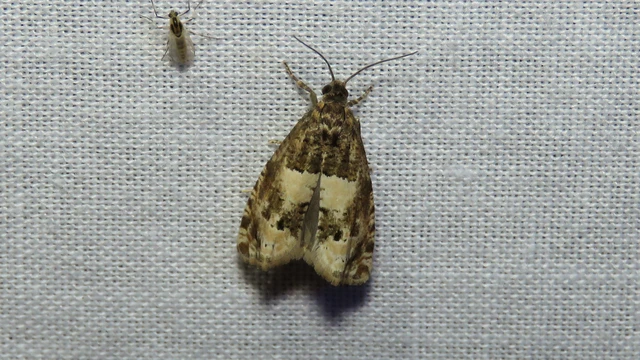Microlepidoptera - Molylepkék Microlepidoptera - Molylepkék