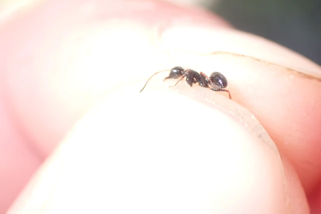 Camponotus piceus - szurkos lóhangya
