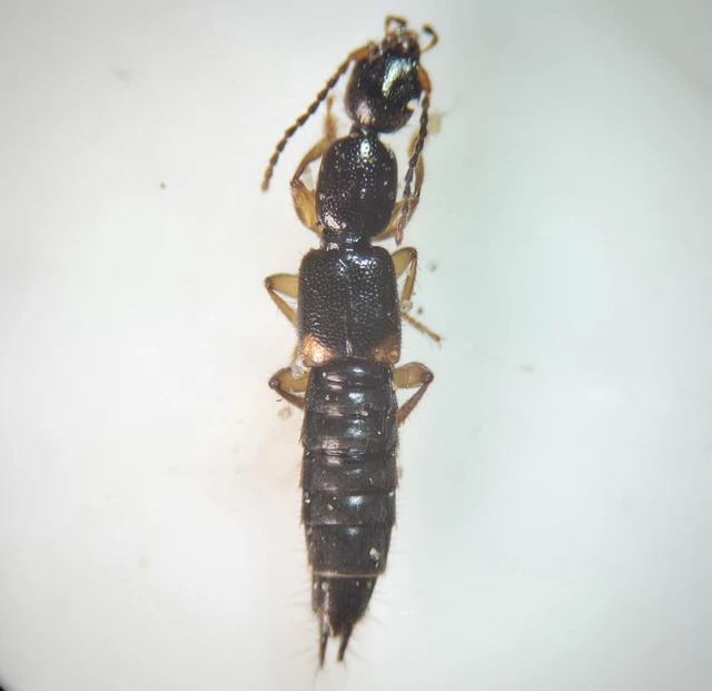 Tetartopeus terminatus - lápi mocsárholyva
