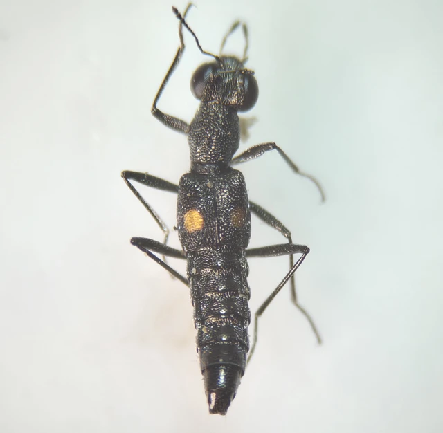 Stenus longipes Stenus longipes