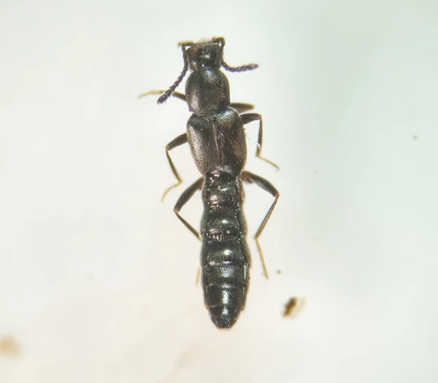 Tachyusa coarctata - karcsú cingárholyva