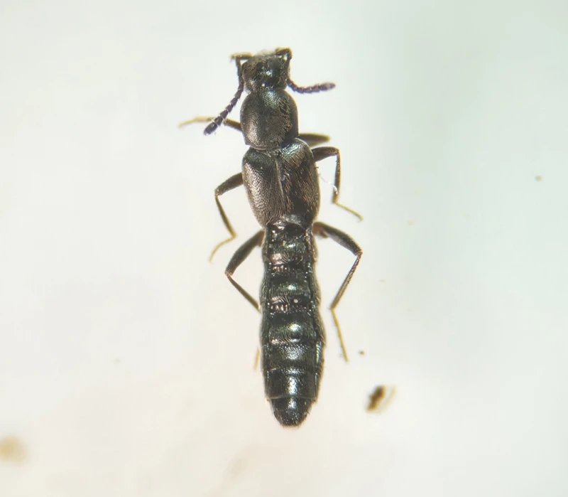 Tachyusa coarctata - karcsú cingárholyva