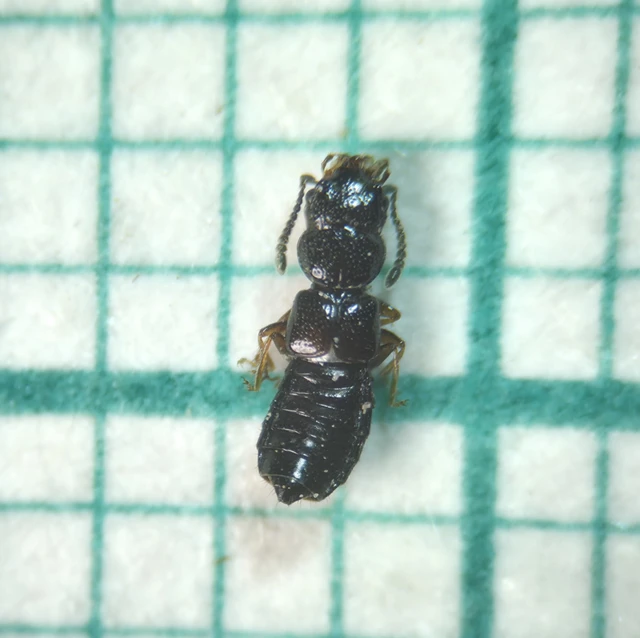 Platystethus capito - busafejű korhóholyva