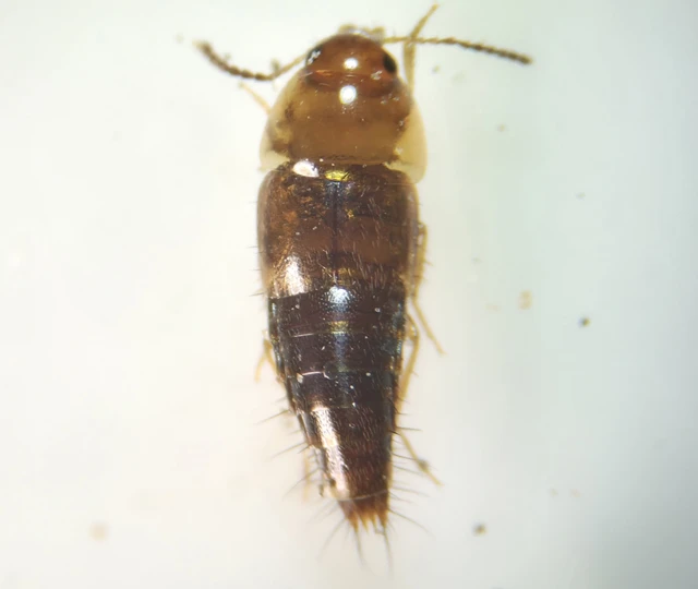 Tachyporus formosus - sárgás kószaholyva