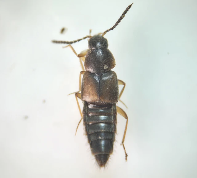 Oxypoda acuminata - közönséges pudvaholyva