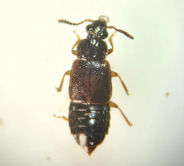 Omalium rivulare - gödörkés barázdásholyva Omalium rivulare - gödörkés barázdásholyva