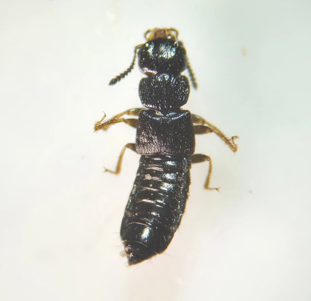 Anotylus inustus - simafejű korhóholyva Anotylus inustus - simafejű korhóholyva