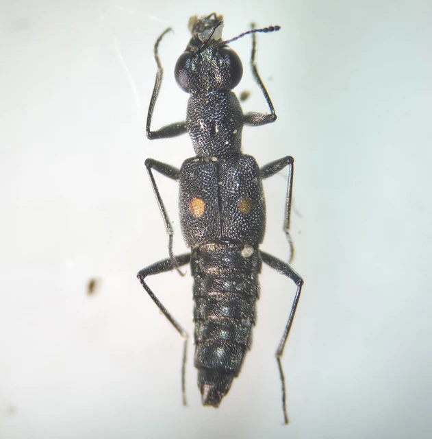 Stenus comma - közönséges szemesholyva Stenus comma - közönséges szemesholyva