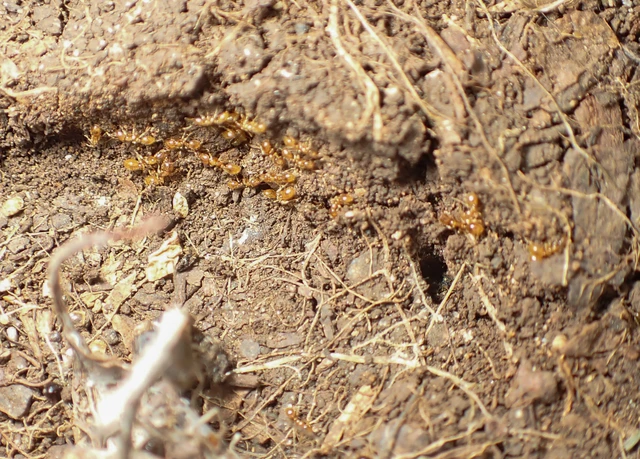 Solenopsis