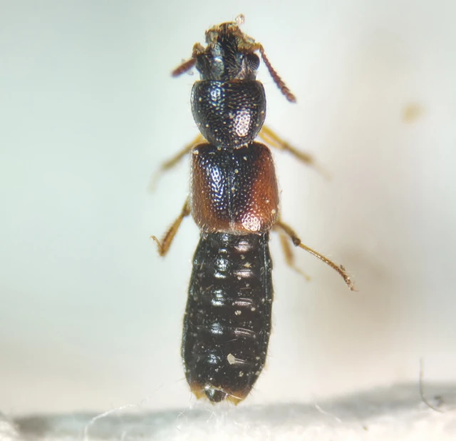 Bledius dissimilis - közönséges ásóholyva Bledius dissimilis - közönséges ásóholyva