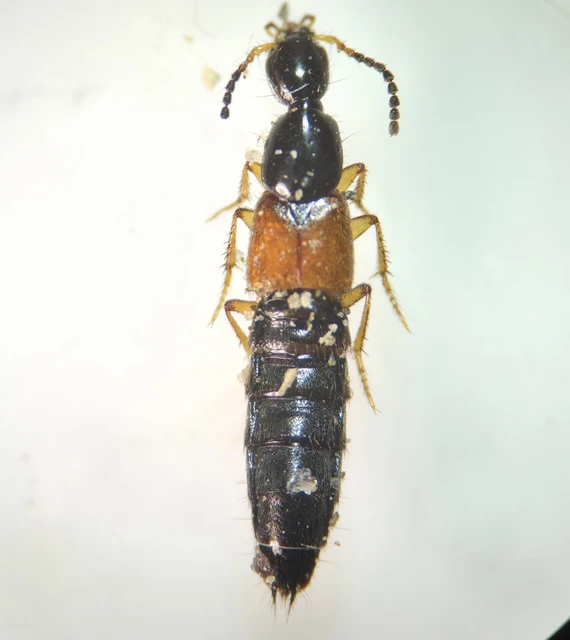 Philonthus rubripennis - sárgalábú ganajholyva