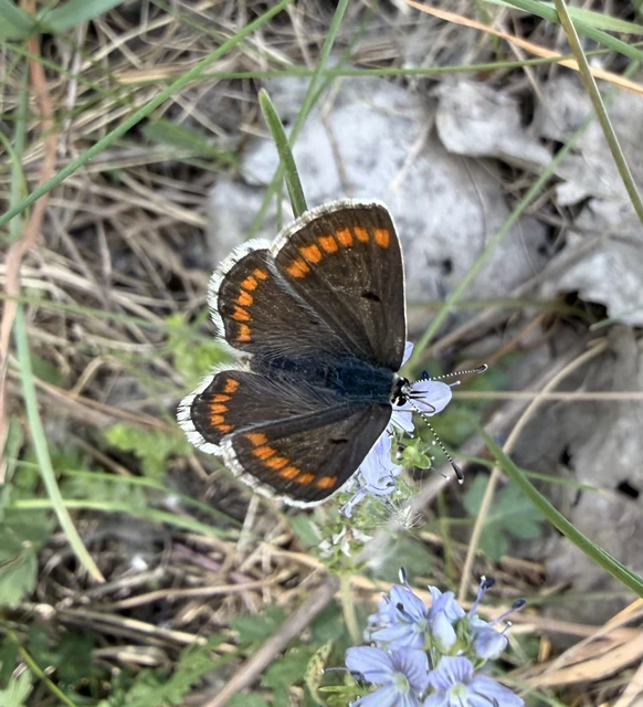 Aricia agestis - szerecsenboglárka