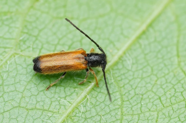 Tetrops praeustus - közönséges négyszeműcincér