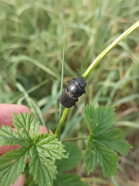 Dorcus parallelipipedus - kis szarvasbogár