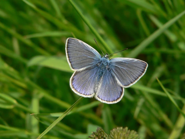 Polyommatus icarus - közönséges boglárka