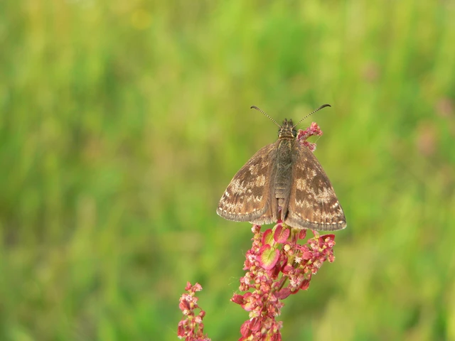 Erynnis tages - cigánylepke