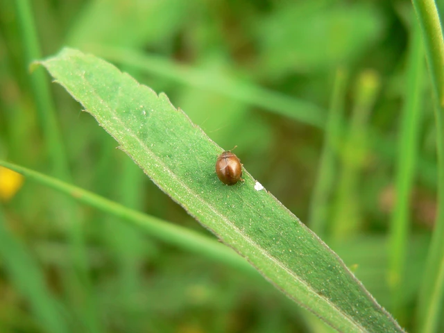 Cynegetis impunctata - pázsitfűböde