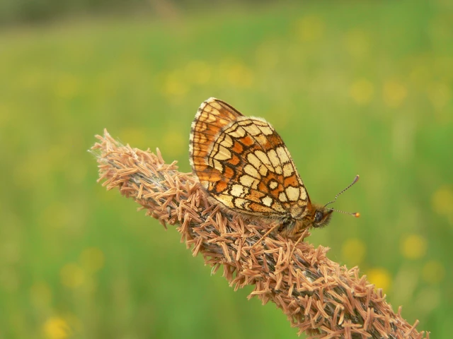 Melitaea athalia - közönséges tarkalepke