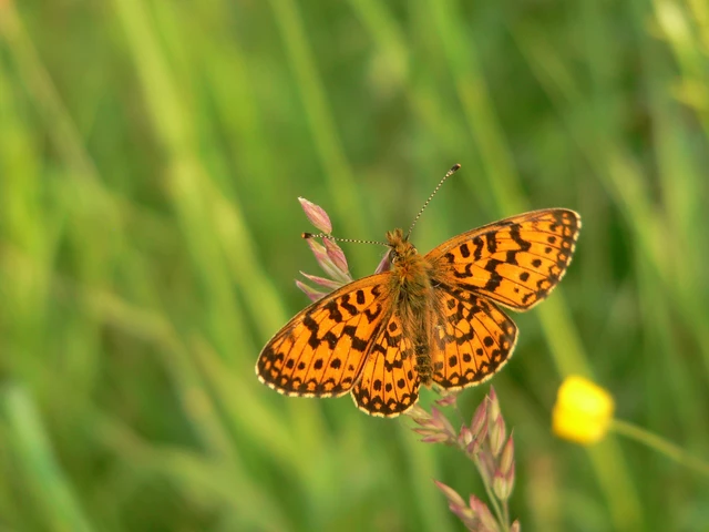 Boloria selene - fakó gyöngyházlepke