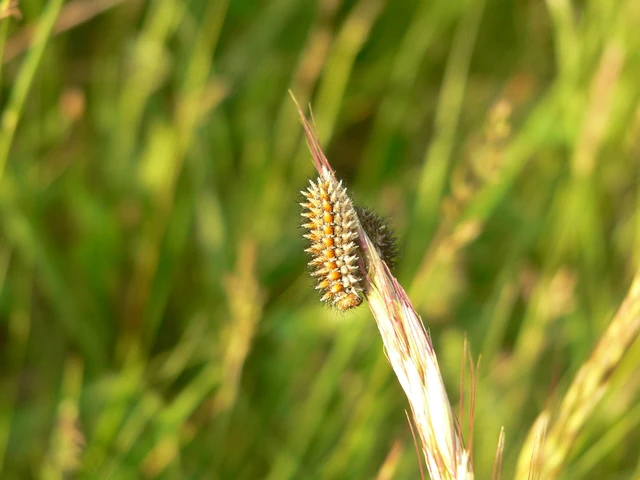 Melitaea didyma - tüzes tarkalepke