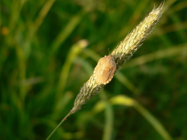Eurygaster Eurygaster