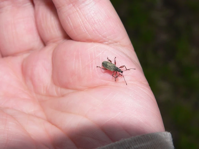 Phyllobius