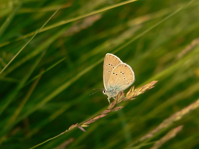 Cyaniris semiargus - aprószemes boglárka