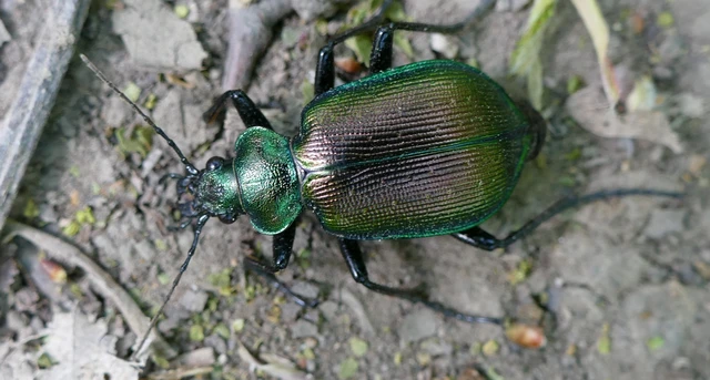 Calosoma inquisitor - kis bábrabló