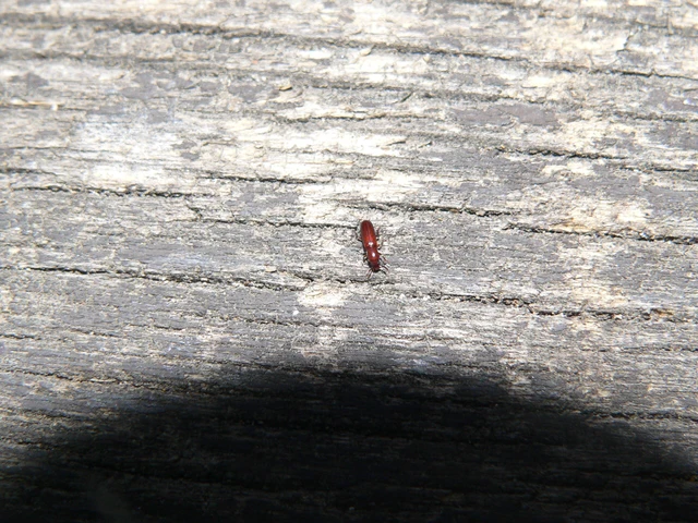 Corticeus unicolor - egyszínű kéregbújó