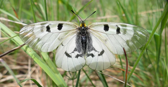Parnassius mnemosyne - kis apollólepke