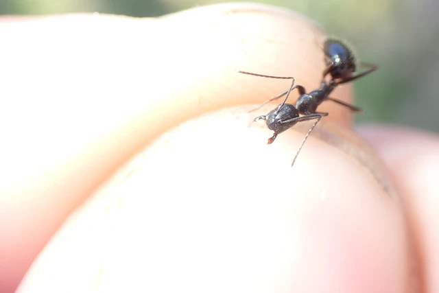 Camponotus aethiops - szőrös lóhangya