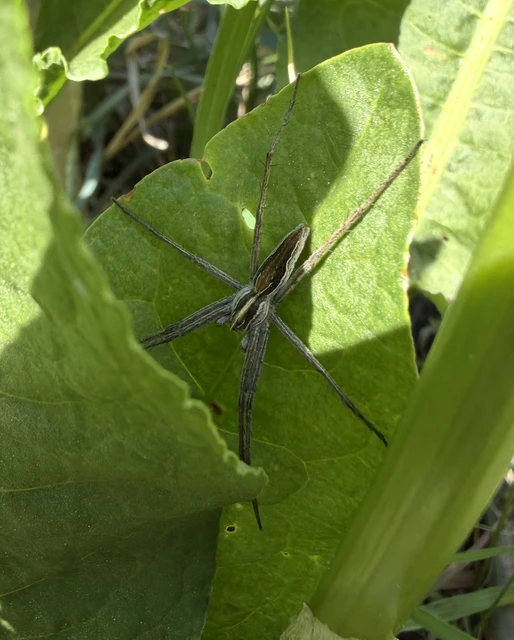 Pisaura mirabilis - csodáspók Pisaura mirabilis - csodáspók
