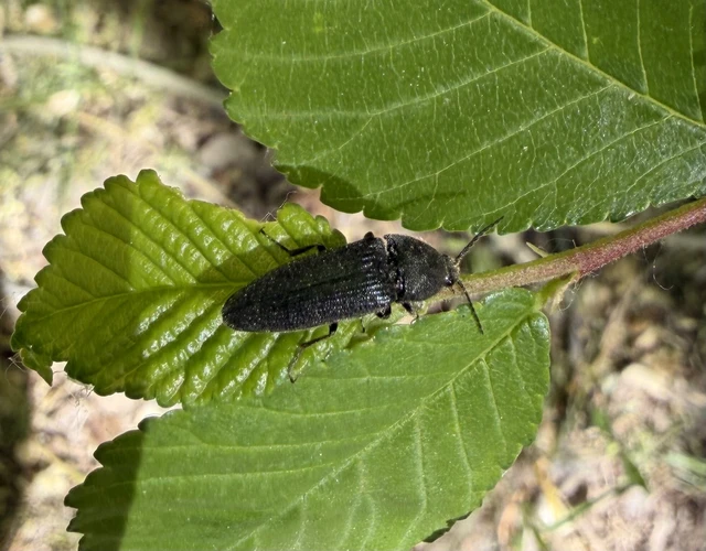 Melanotus