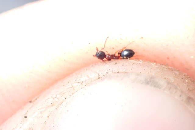 Dolichoderus quadripunctatus - négypettyes erdeihangya